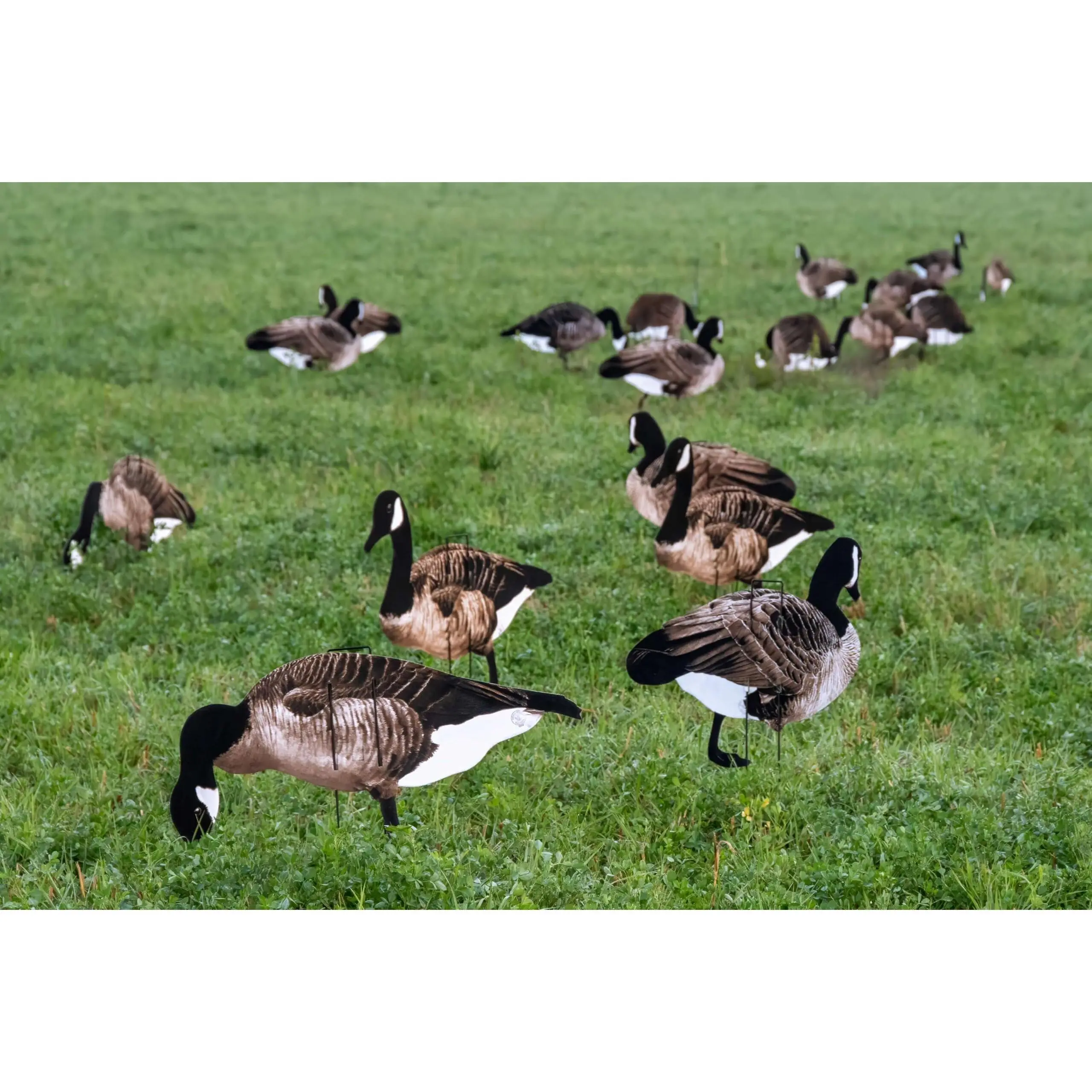 Real-Geese Pro II Lite Canada Sillhouette