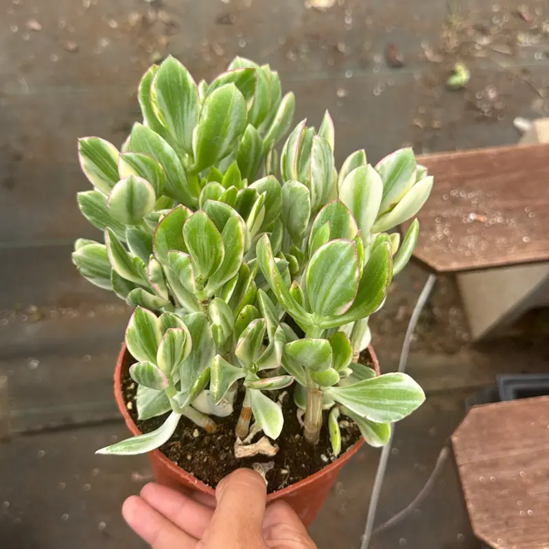 Jade Variegated 6 inch pot