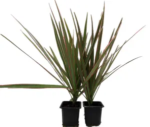 Bicolor Dragon Tree - Dracaena marginata - 2 Plants in 3" Pots