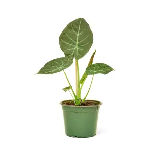 Alocasia 'Regal Shields', Medium