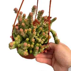 6” Baby Necklace String Of Buttons Hanging Home Decor Sculpture