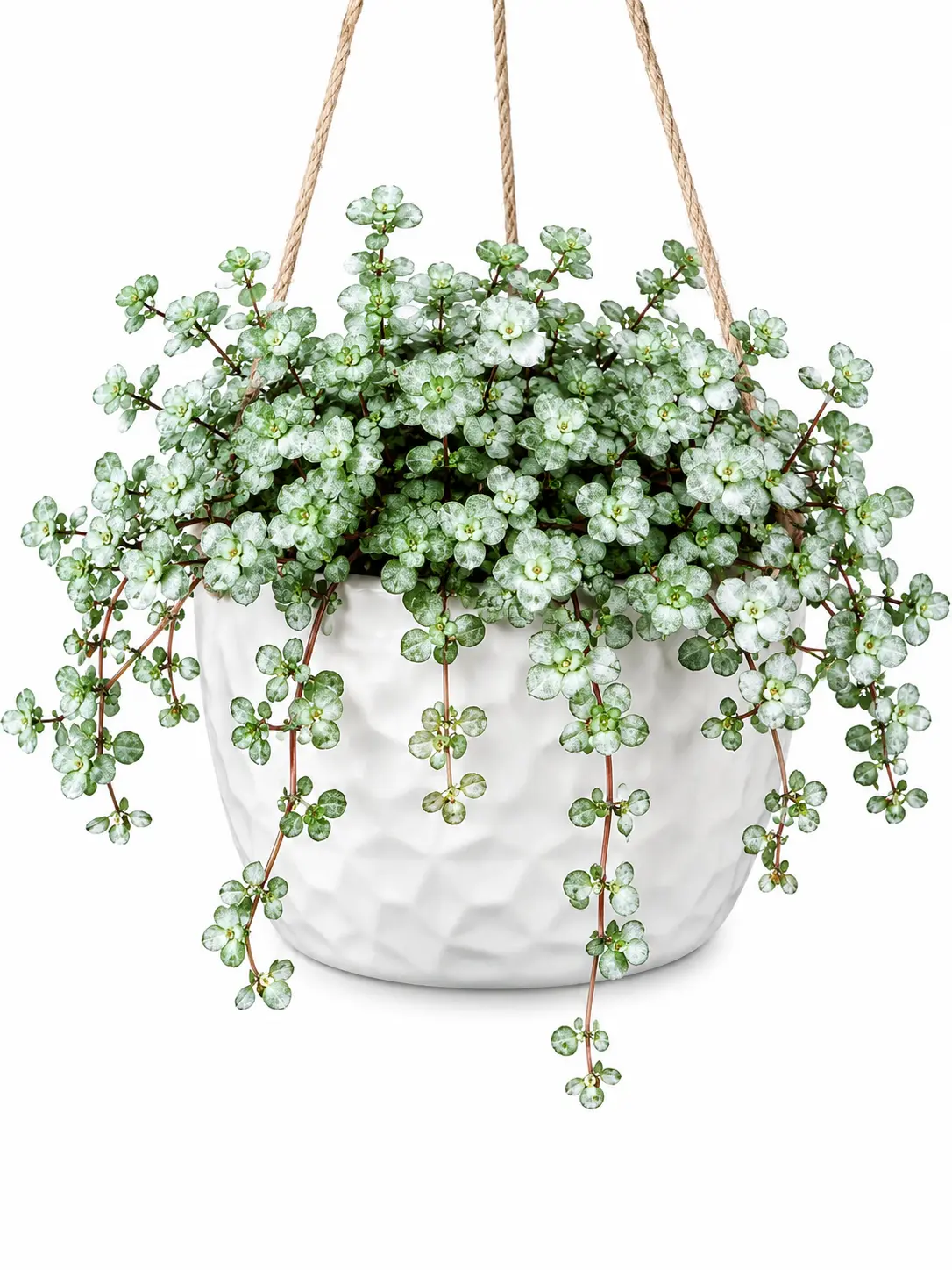 CZ GRAIN Silver Stunner Pilea libanensis Live Plant - 2-in Pot Cascade Shape Home Decor Plant with Shimmering Silver Foliage, Charming Look Easy-Care Indoor Pick for Beginners