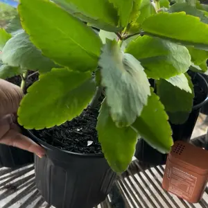 Kalanchoe Pinnata "Miracle Leaf" Live Plant Medicinal Benefits Exotic Foliage Natural Remedies Pot & Bare Root Shipping Ideal for Collectors Gardeners