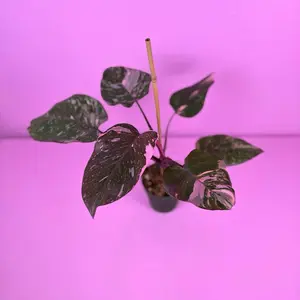 RARE Philodendron Pink Princess Galaxy 4” | Variegated Philodendron | Rare Plant