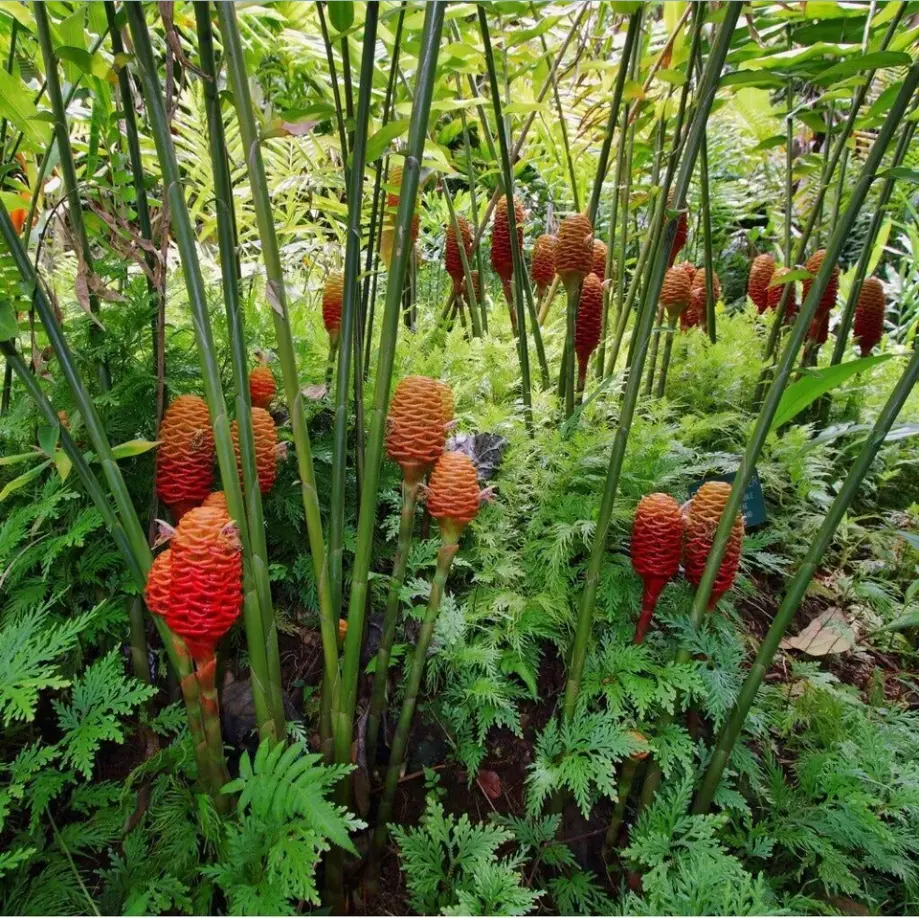 Ginger Shampoo Plants Rhizomes Hawaiian Shampoo Ginger Bulbs Bitter Ginger  Plant Roots Awapuhi Plants for Garden Pinecone Ginger 5 Live Rhizomes -  TikTok Shop