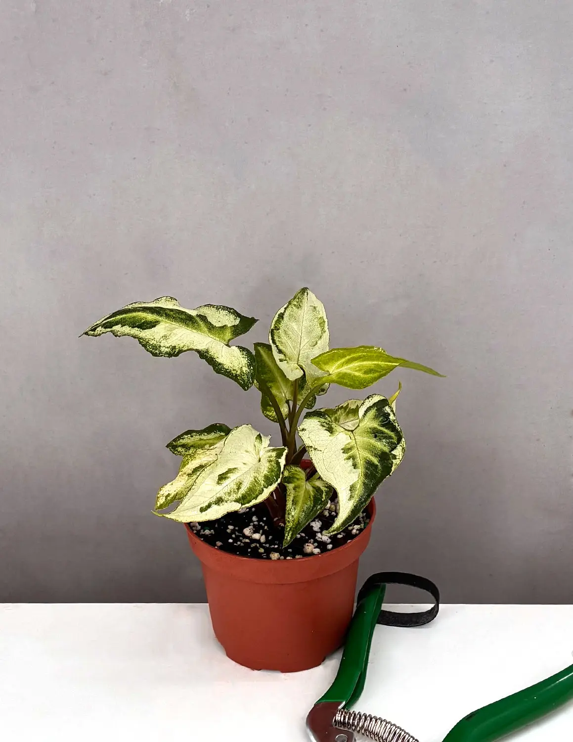 Syngonium Three Kings