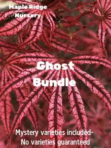 The Ghost Japanese Maple Bundle