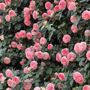 300pcs Pink Rose Seeds – Elegant Heirloom Blooms for Garden Lovers, High Germination Rate, Perfect for Pots, Borders, or Bouquets, Easy to Grow and Maintain, Ideal for Home Landscaping Beauty