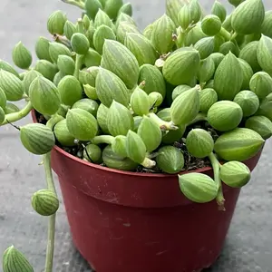String of Watermelons Plant | Trailing Succulent | 4 inch pot | Plants for Home & Garden