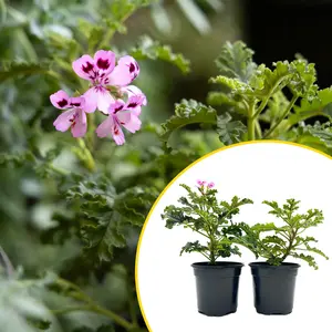 2 Variegated Mosquito Plants in 4" Pots | Fragrant Citronella Geranium (Pelargonium crispum) with Strong Lemon-Pine Aroma & Pink Blooms