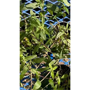 Georgia Scarlet Milkweed (Asclepias curassavica)