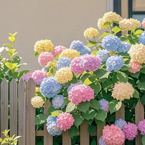 200 PCS Mixed Color Heirloom Hydrangea Seeds – Non-GMO, Easy to Grow, Perennial, Beautiful Garden Flower Seeds