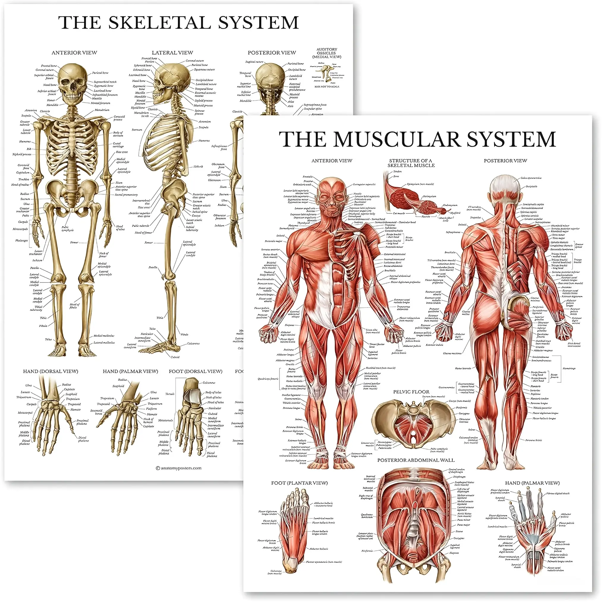 High-Quality 3 Mil Laminated Human Muscular & Skeletal System Anatomical Chart Set - 2-Chart Classroom Supplies, 18"x24" School Educational Office Stationery Decor (Skeleton, Muscle Anatomy), Classroom Supplies Charts
