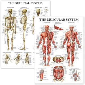 Muscular & Skeletal System Anatomical Poster Set - LAMINATED 2 Chart Set - Human Skeleton & Muscle Anatomy - (18" x 24")