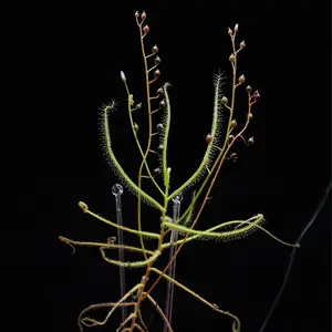 SEEDS - Tropical Sundew - Drosera finlaysoniana - Carnivorous Plant