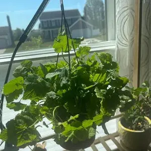 Piggyback Plant 6in potted plant