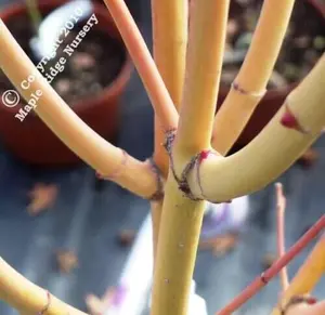 Acer palmatum 'Bi hou' Yellow Bark Japanese Maple