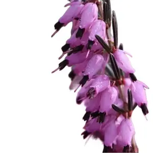 Green River 25 Purple Black Bleeding Heart Seeds - Perennial Flower Seed Pack, Exotic Heart-Shaped Blooms For Shade Gardens, Unique Color Combination That Returns Each Spring With Lasting Garden Charm