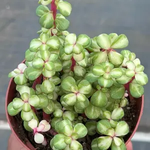 Variegated Elephant Bush ‘Medio Picta’ – Rare Succulent in 4” Pot | Portulacaria Afra | Stunning Trailing Plant