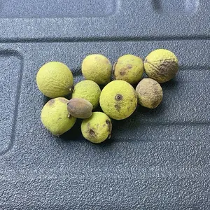 Black walnut tree seeds