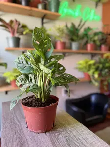 6" Monstera Adansonii ‘Swiss Cheese Vine’ Houseplant