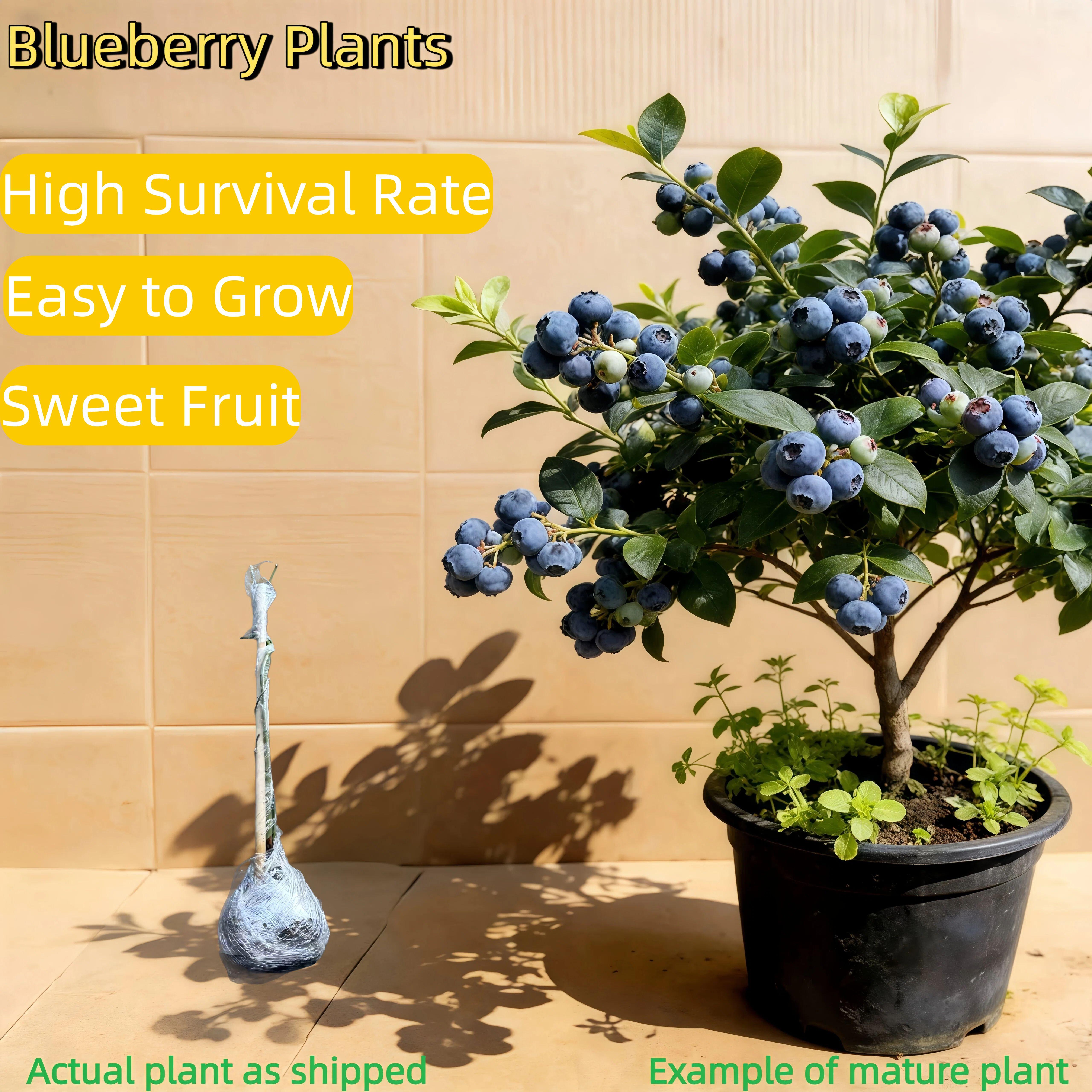 Blueberry Tree Seedlings – Bare Root Shipping – Strong Root System – Perennial Fruit Plants – Low Maintenance – Suitable for Containers or Ground Planting Sapling – Great for Beginners & Home Growing Compact Hardy