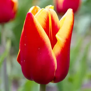 Queen of Flowers 100Pcs Tulip Seeds Vibrant Colors,Winter Garden Sale,  Elegant Shapes, Cultural Significance Ornamental Cup-Shaped Flowers Used in Gardening, Landscaping, and Floral Arrangements