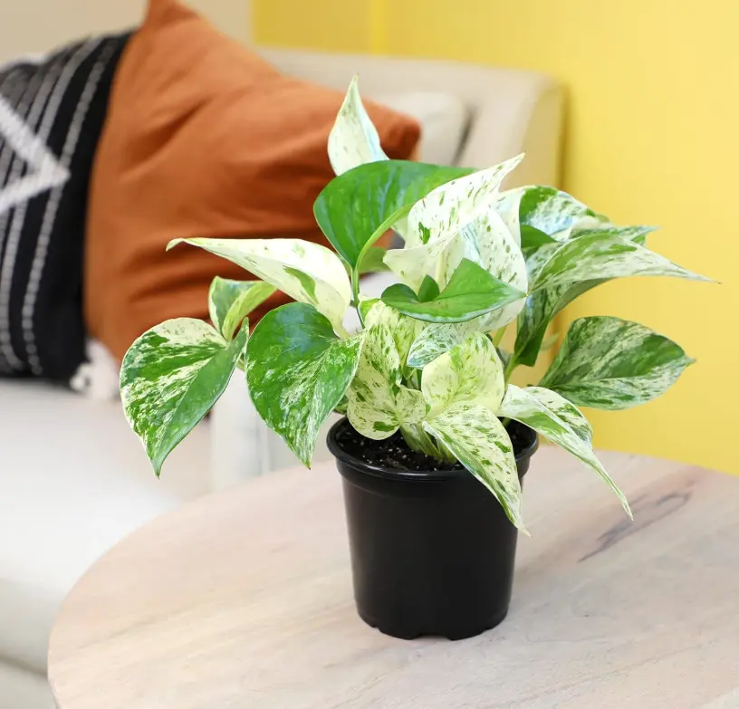 RZ-18 Marble Queen Pothos Live Indoor Plant in 4 Inch Nursery Pot, Trailing Vine Houseplant with Green and Cream Variegated Leaves, Easy Care Plant for Home Office Decor