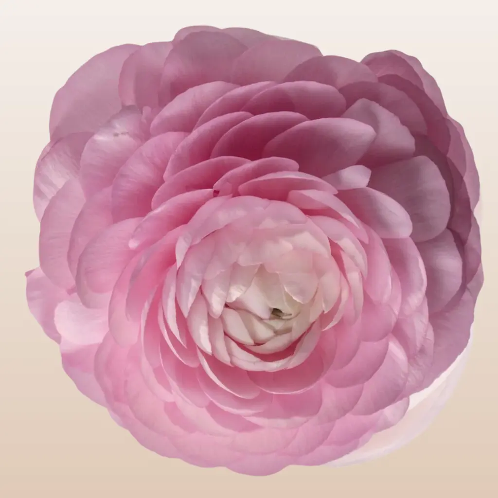 Ranunculus Light Pink Classic Wedding Fresh Flowers 10 Stems 40-45cm Pack 120 Stems with Green Centers for Elegant Arrangements