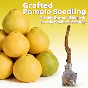 Pomelo Tree Live Plant Seedling Fruit Tree for Outdoor Garden Backyard Patio Container Planting Evergreen Citrus Tree Home Gardening Variety Easy Care Seasonal Plant
