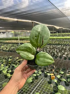 Hoya Sarawak | Live Indoor & Outdoor Tropical House plant | Vining, Climbing and Trellis | Home and Office | Easy Care in 4" Pot