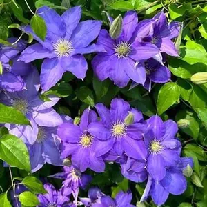 Purple Clematis HF Young - Vibrant Purple Flowers, Ideal for Garden Decor