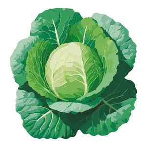 Green Express Cabbage Green Express Cabbage