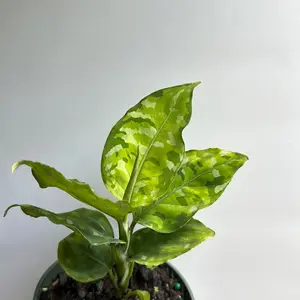 Aglaonema Pictum Tricolor  camouflage Aglaonema 4" - Live Tropical House Plant for Indoor Home Decoration