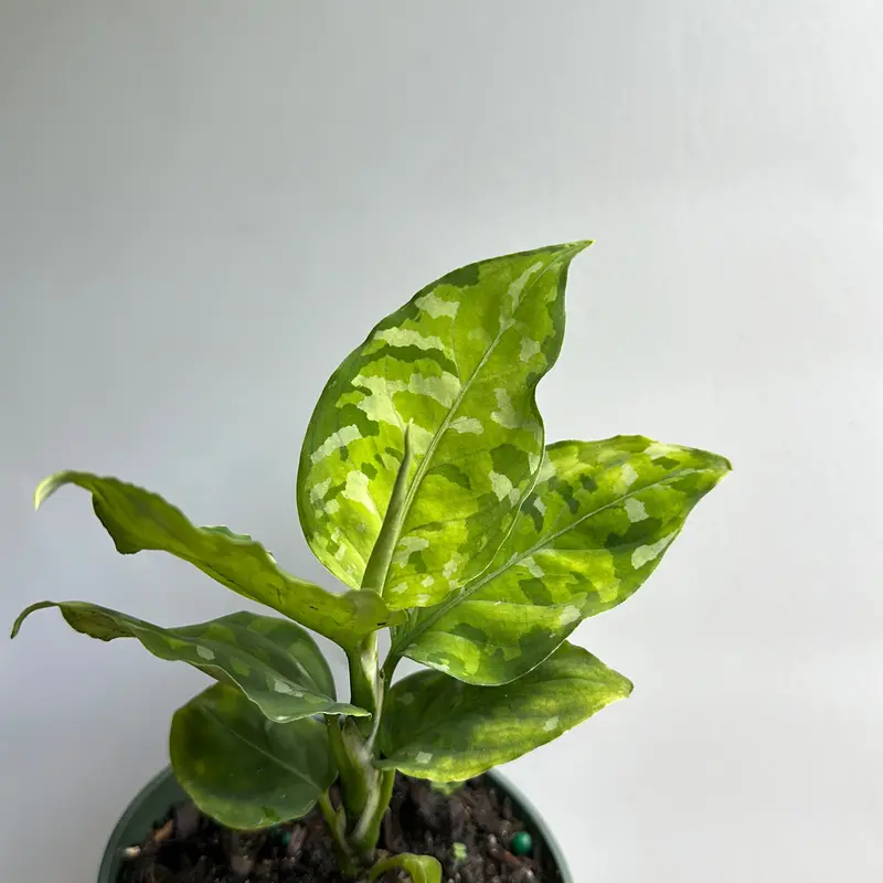 house plant fertiliser Plant Fertilizer