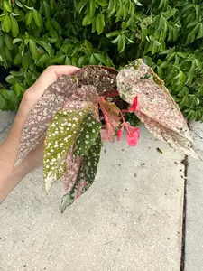 Begonia snowcap pink variegated (high variegation / tricolor) - 3" pot