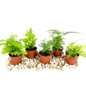 Mini Fairy Garden - Terrarium Fern Assortment - 5 Live Plants in 2 Inch Pots - Rare Ferns from Florida - Growers Choice Based On Health, Beauty and Availability