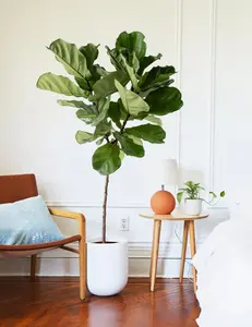 The Sill Fiddle Leaf Fig - Decorative Plant for Home and Garden, Medium Size 7-12" Tall, Bright Light, Nursery Grow Pot, Unique Ficus lyrata with Broad Green Leaves