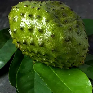 10 SOURSOP FRUIT TREE SEEDS Annona muricata Graviola Tropical RARE Brazilian Pawpaw