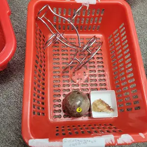 Lychee Gems Crystal-2A1   Live Claim or Intuitive Crystal Bundle - Unique Gift for Any Occasion - Thoughtful Selection by Lychee Team - Personal Significance & Distinctive Present