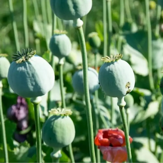 300 Mammoth Poppy Seeds for Planting – Papaver somniferum – Poppy Flowers - Large Blooming Annual Flowers with Decorative Seed Pods – Easy to Grow