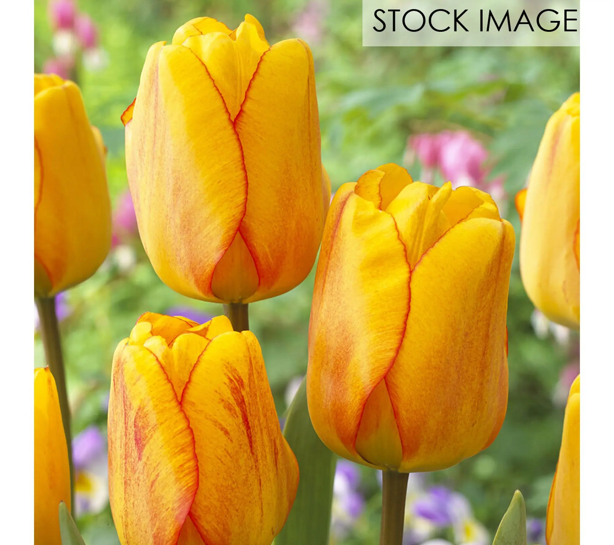 Van Zyverden Tulips Blushing Apeldoorn Set of 12 Bulbs