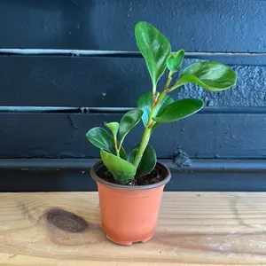 Peperomia Obtusifolia Jade 4 inch pot