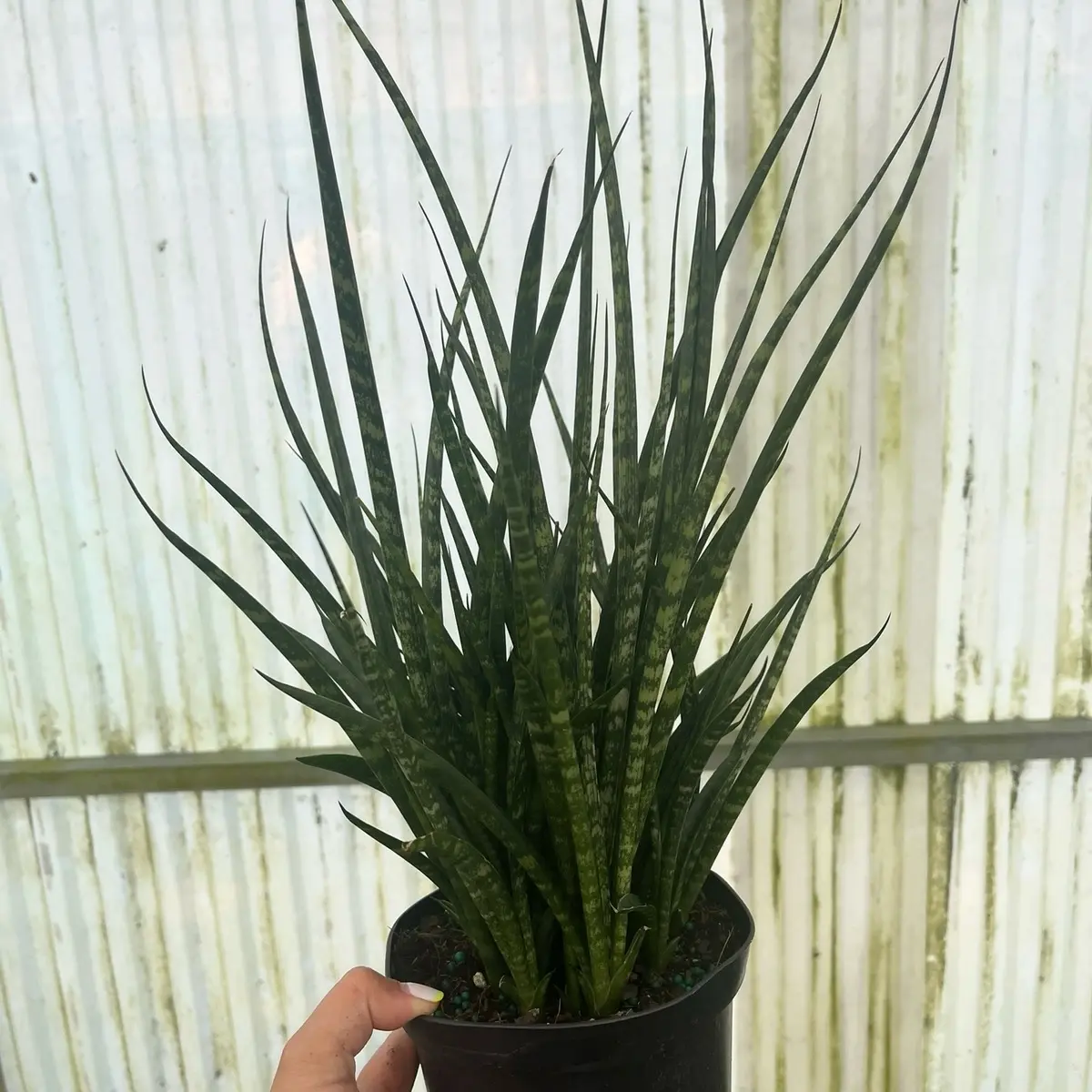 Sansevieria Braided Houseplant - TikTok Shop