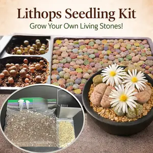Lithops Seedling Kit - 50 Mixed Colors Living Stones Seeds Complete Kit included Beginner Friendly