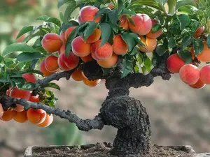 20Pcs Dwarf Peach Tree Seeds Non-GMO Free Fruits Tree Seed for Small Gardens, Patios, Balconies, and Even Indoor Cultivation Easier Maintenance  Fruit Seeds,Non-GMO Seeds Early Maturing Plant Self-Fertilization to Plant Indoor/Outdoor Easy to Gow