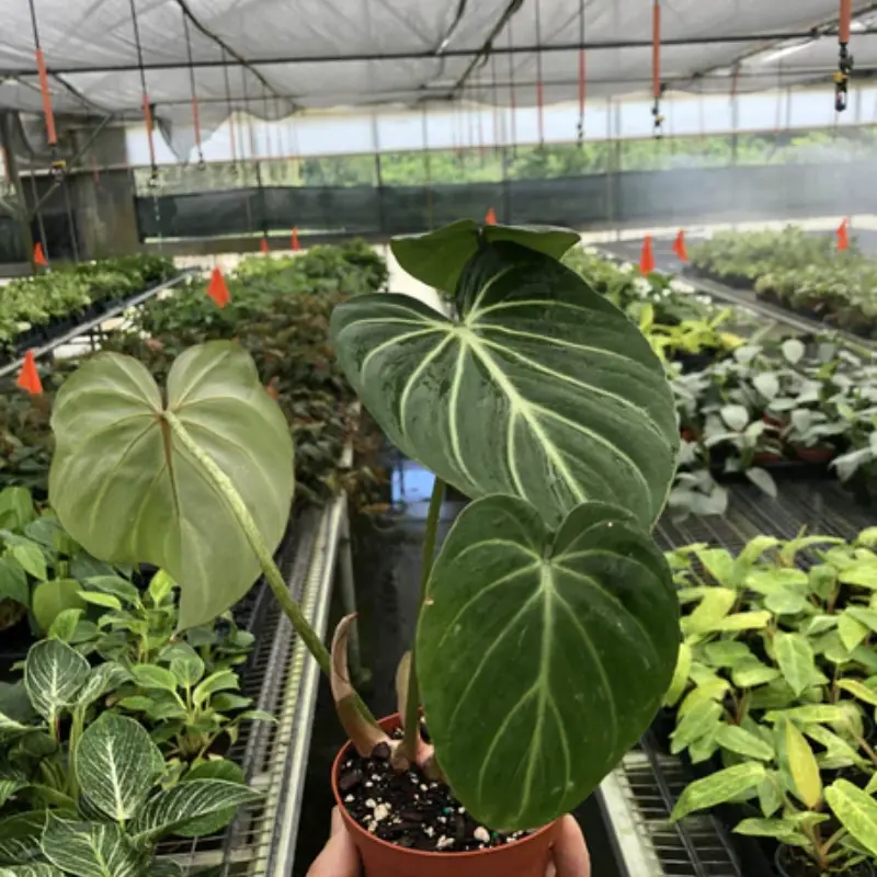 Zebra Philodendron