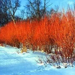 Two Flame Willow Tree - Vibrant Orange and Red Colored Bark - Unique and Rare Live Tree Plants - Grow 2 Flame Willow Trees