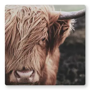 Begin Home Decor C1MP1616VZWNZN 16 x 16 in. Desaturated Highland Cow - Metal Print Wall Art for Living Room Decor