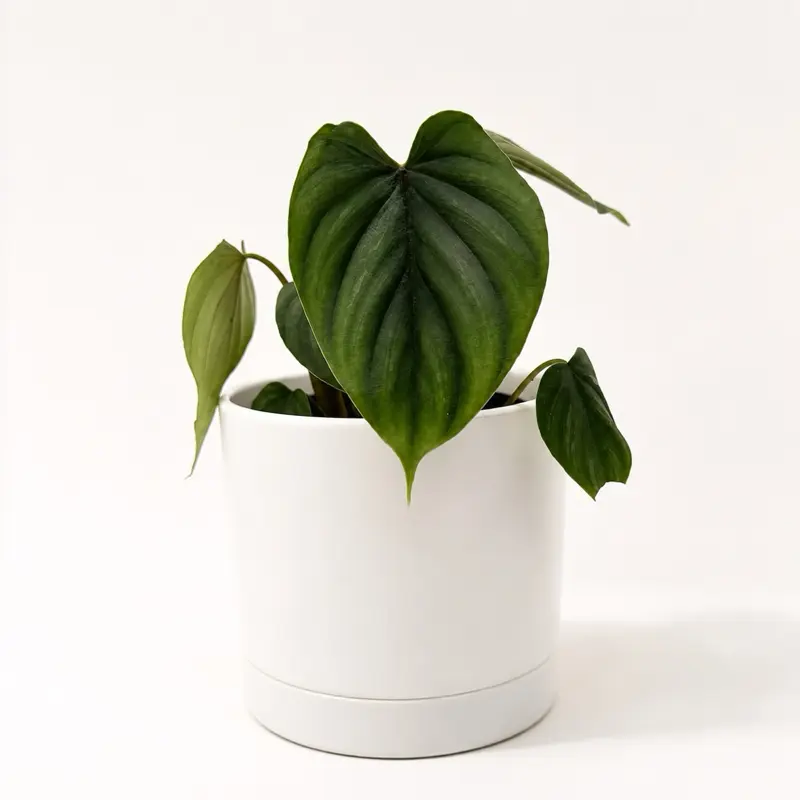 Philodendron plowmanii 4" Pot - Rare Collector's Plant with Unique Leaves, Easy to Care for, Ideal for Indoor Home Decoration